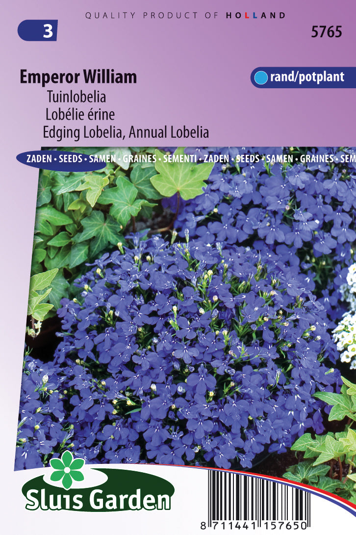 Lobelia erinus compacta emperor William