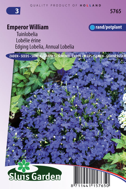 Lobelia erinus compacta emperor William