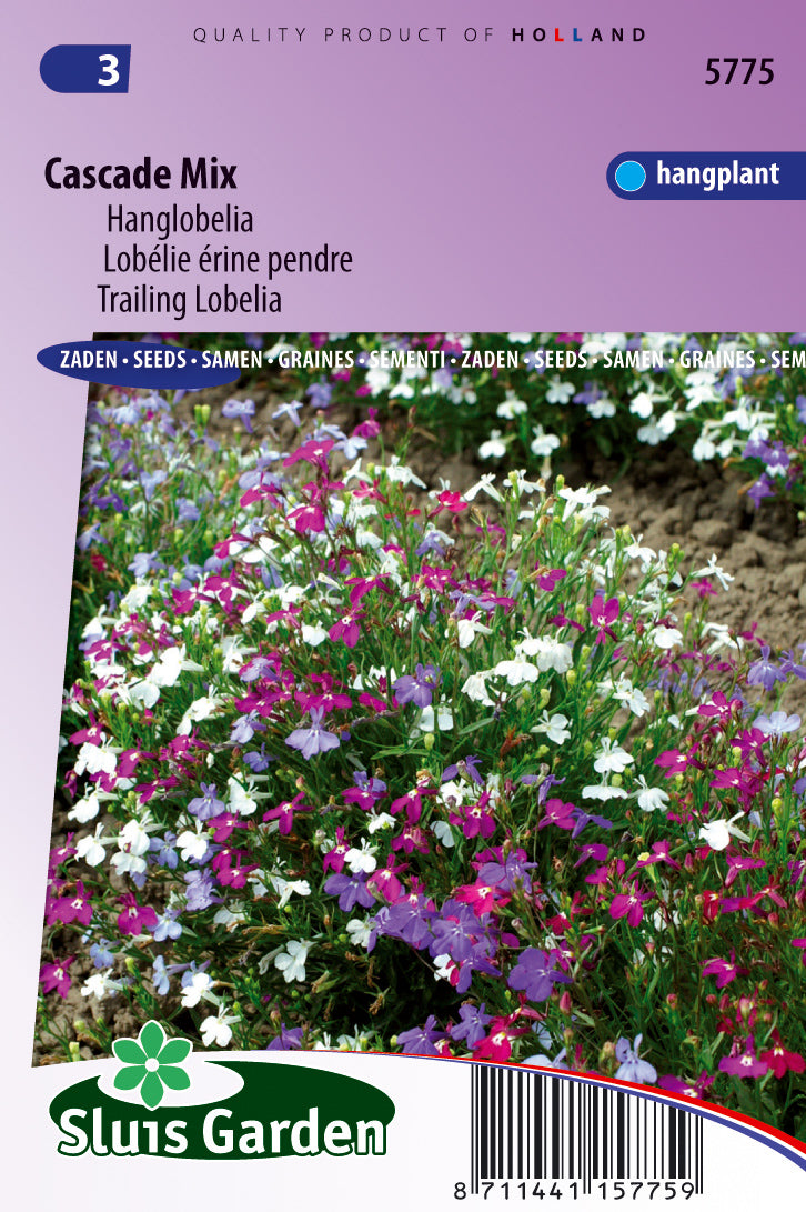 Lobelia pendula Cascade Mixed