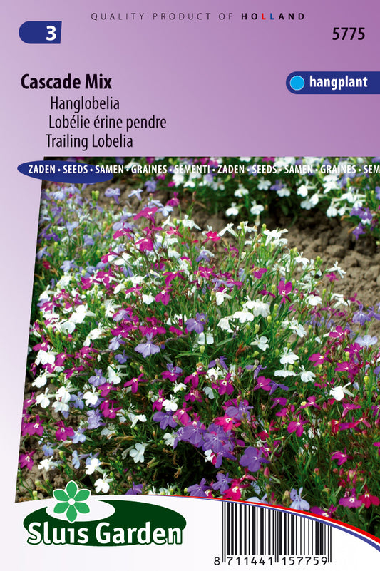 Lobelia pendula Cascade Mixed