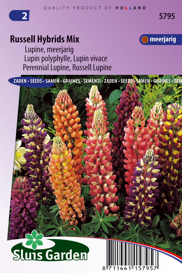 Lupinus Polyphyllus Russel Strain Mix