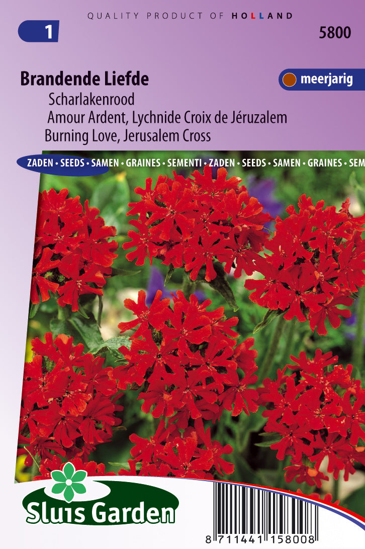 Lychnis chalcedonica Scarlet