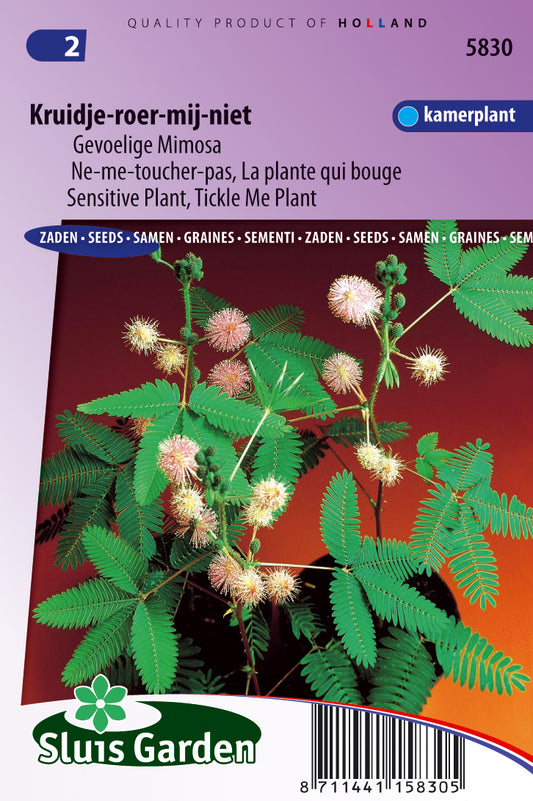 Mimosa pudica kruidje-roer-me-niet