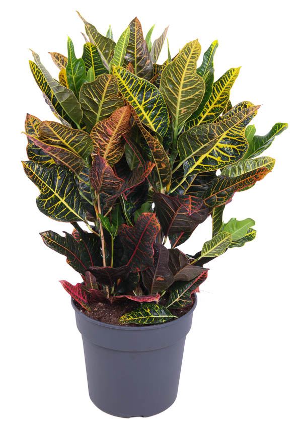 Codiaeum var. gr excellent 27cm كودياوم