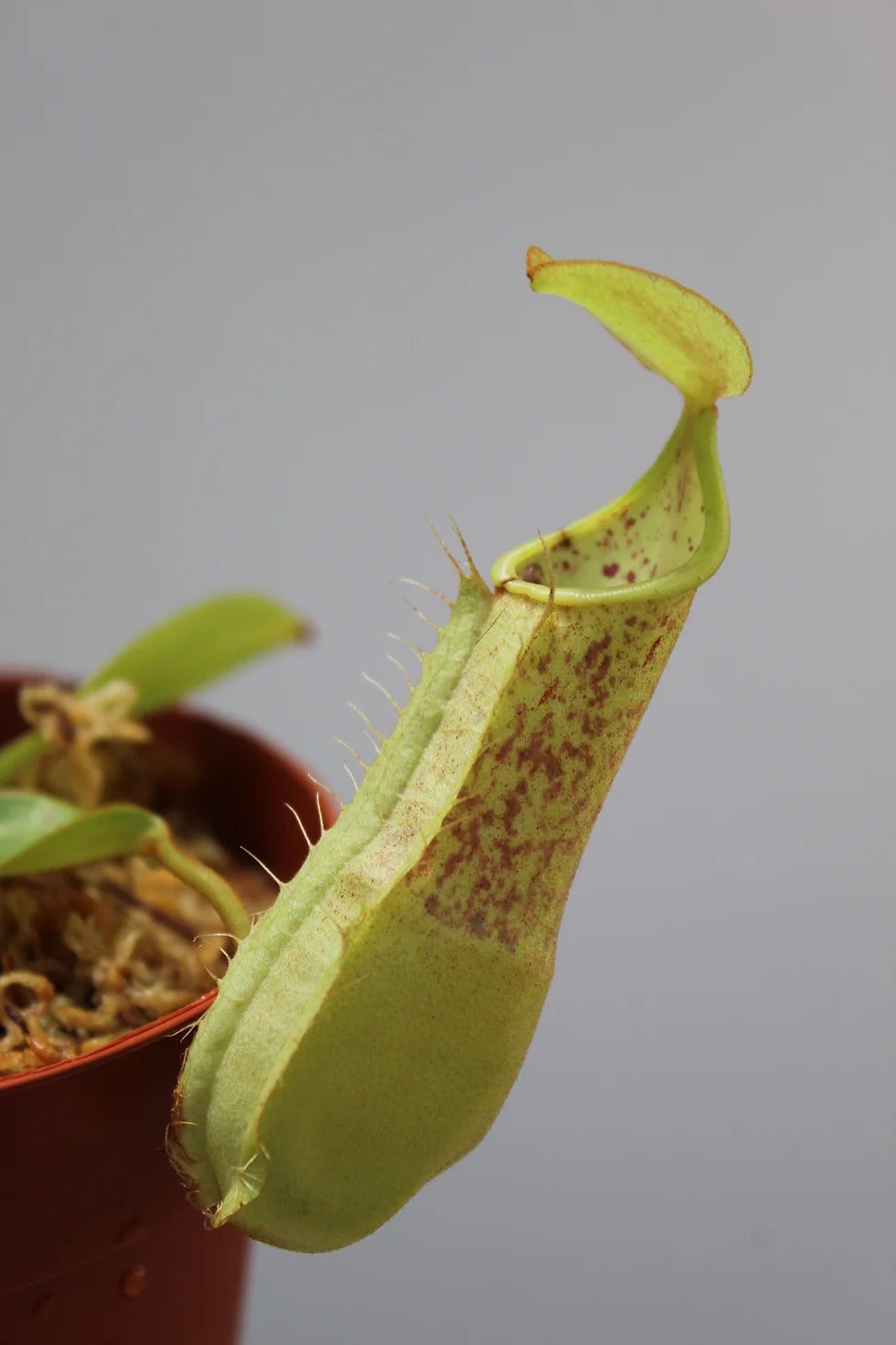 nepenthes hispida beck