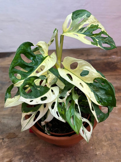 monstera obliqua مونستيرا أوبليكوا varigata