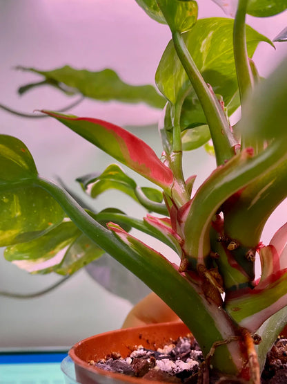 philodendron white princess turning pink