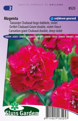 Carnation Chabaud giant double Magenta