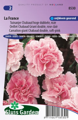 Carnation Chabaud giant double La France