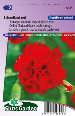 Carnation Chabaud Etincellant