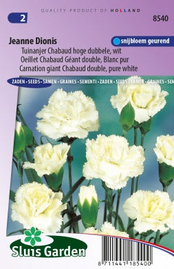 Carnation Chabaud Jeanne Dionis
