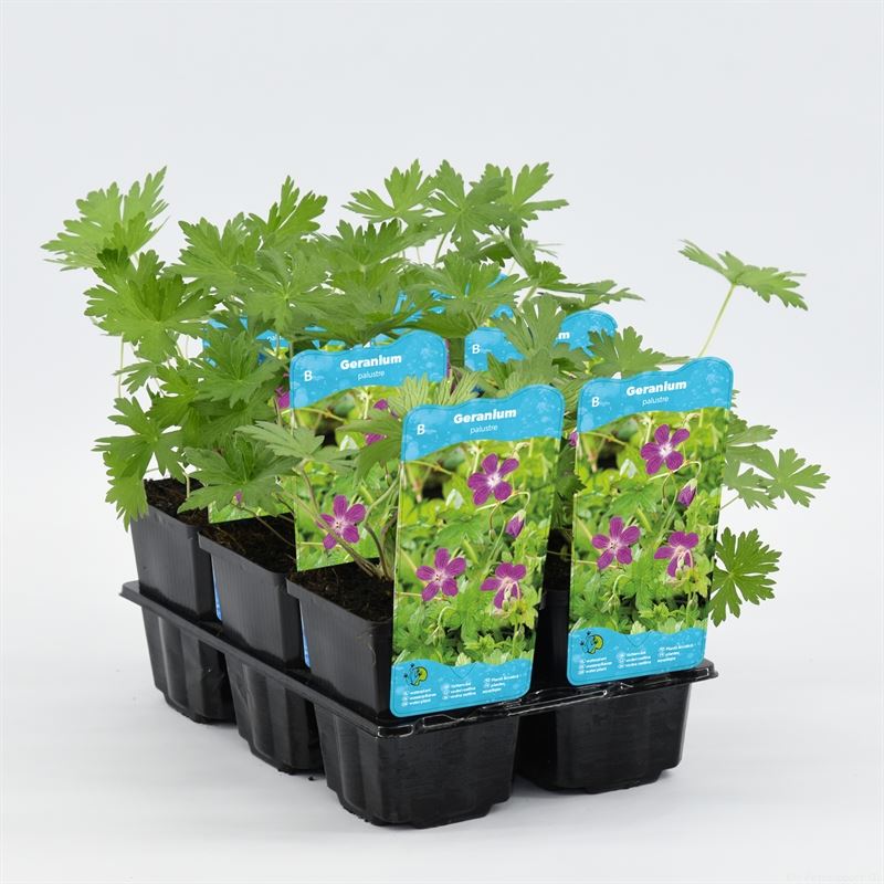 Geranium palustris نبات  العطرة