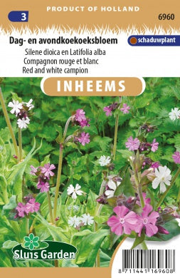 Silene Red and White campion