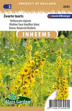 Verbascum nigrum Dense flowered Mullein