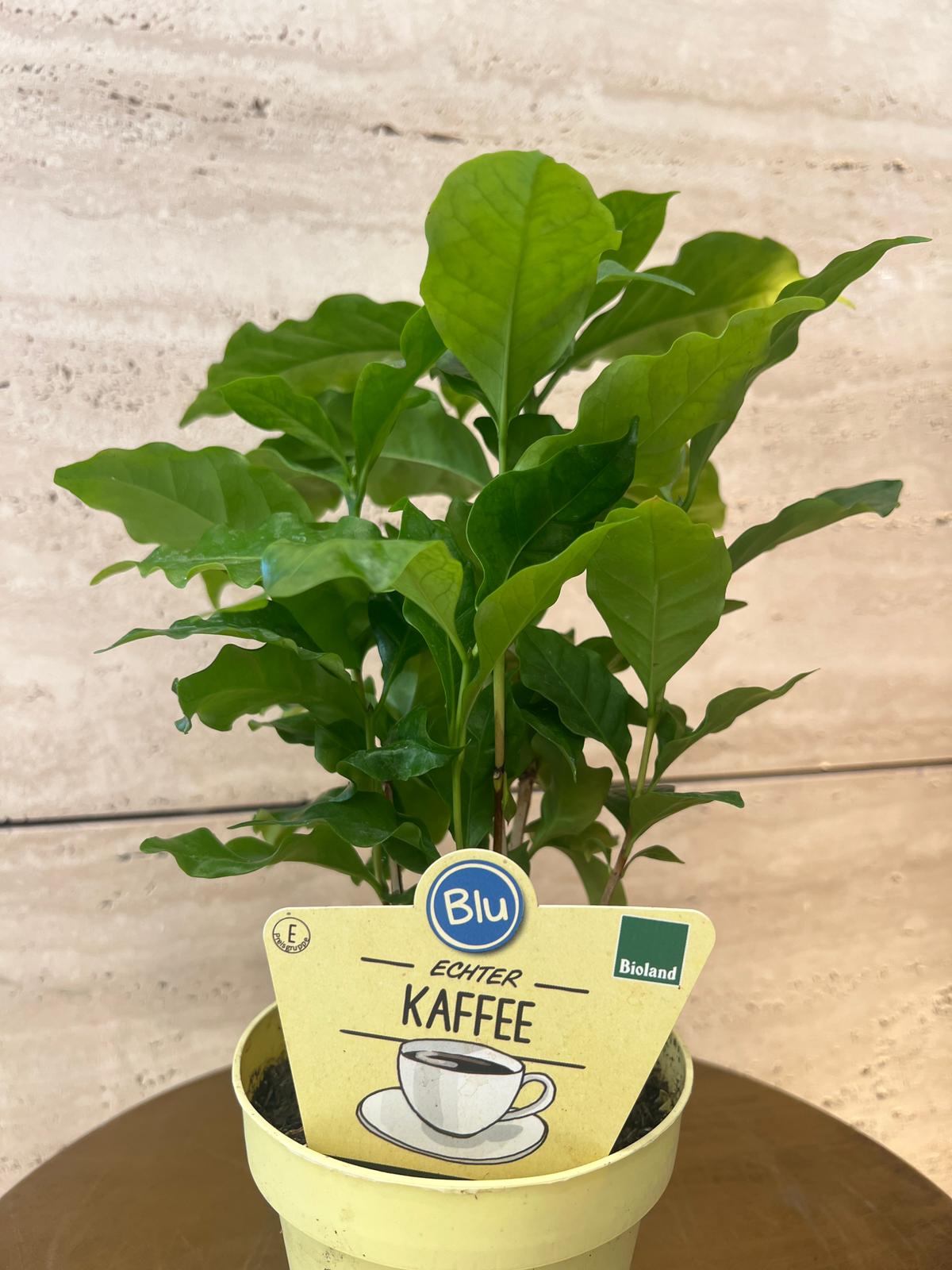 Coffea arabica