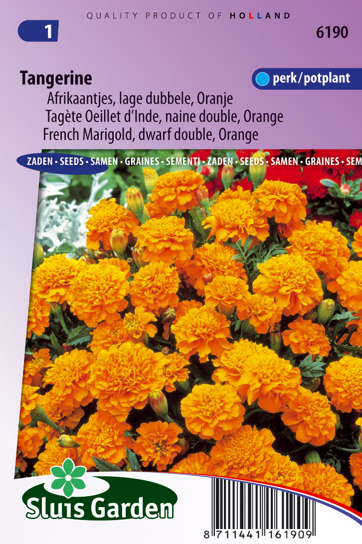 Tagetes patula nana Tangerine