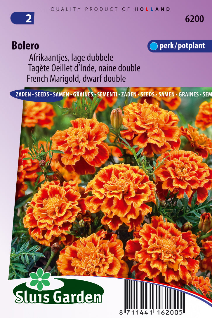 Tagetes patula nana Bolero