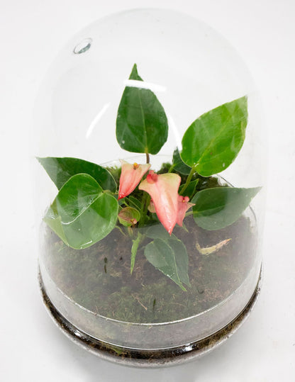 انتوريوم حوض زجاج