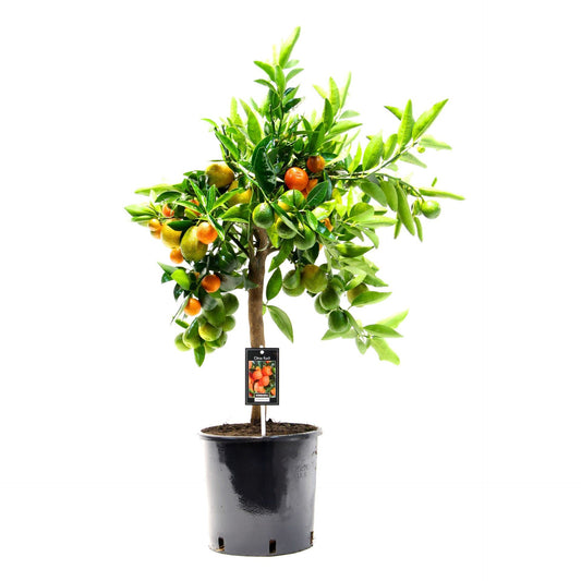 Citrus Kumquat gigante كيموكوات