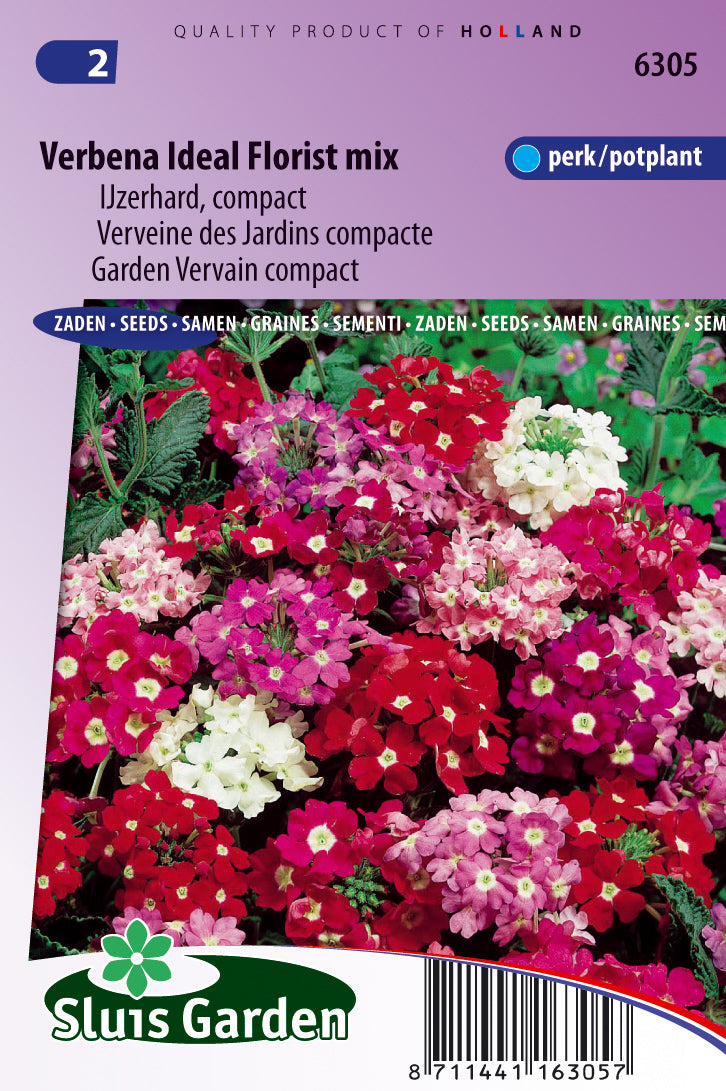 Verbena hybrida Ideal Florist mixed