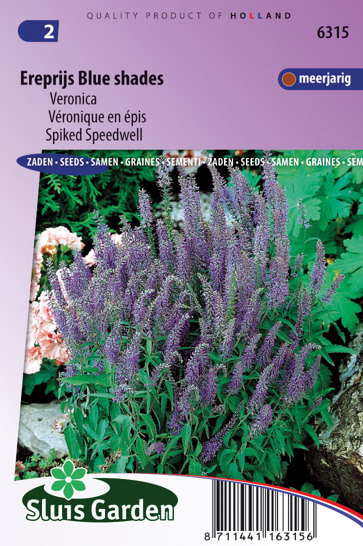 Veronica spicata blauw