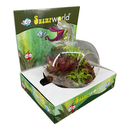 Bye Bye Fly terrarium in display flowering stage: