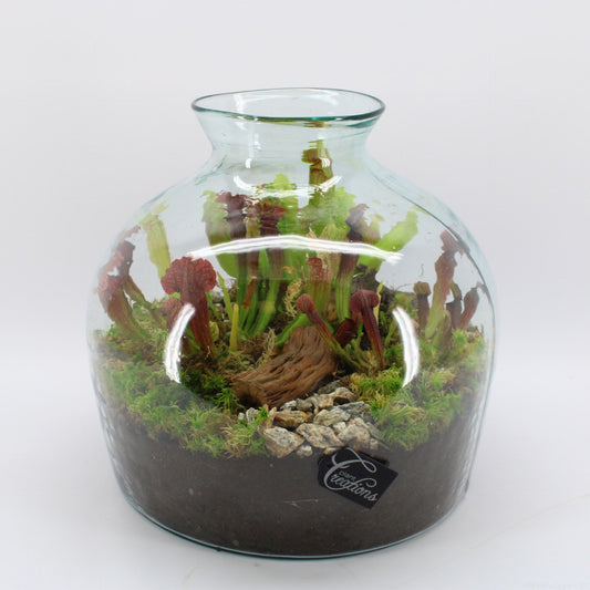 اكلات حشرات  terrarium