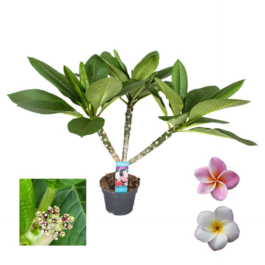Plumeria Hawaiian فتنة ملونة