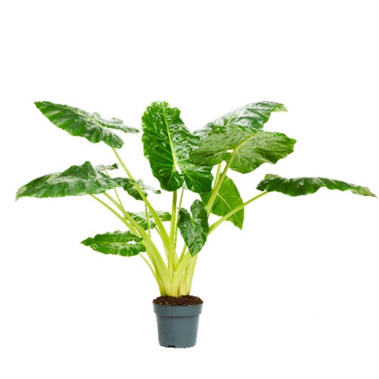 Alocasia Lutea الوكاسيا العملاقة الخضراء