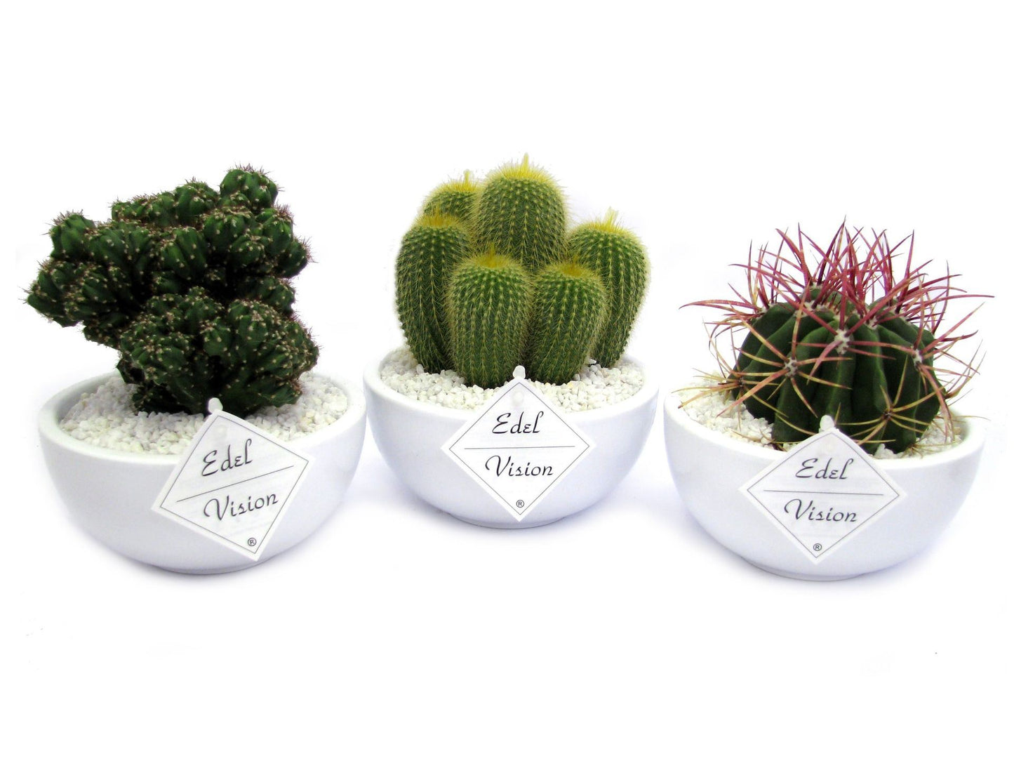 Cactus white bowl صبار في وعاء أبيض