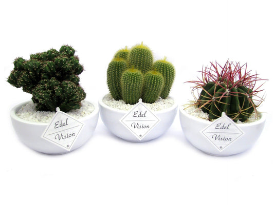 Cactus white bowl