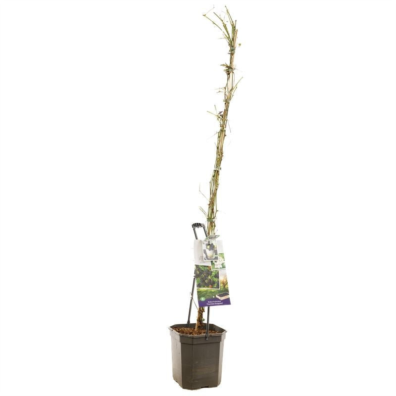 بلاك بيري  Thornless Evergreen P24 Doornloze braam