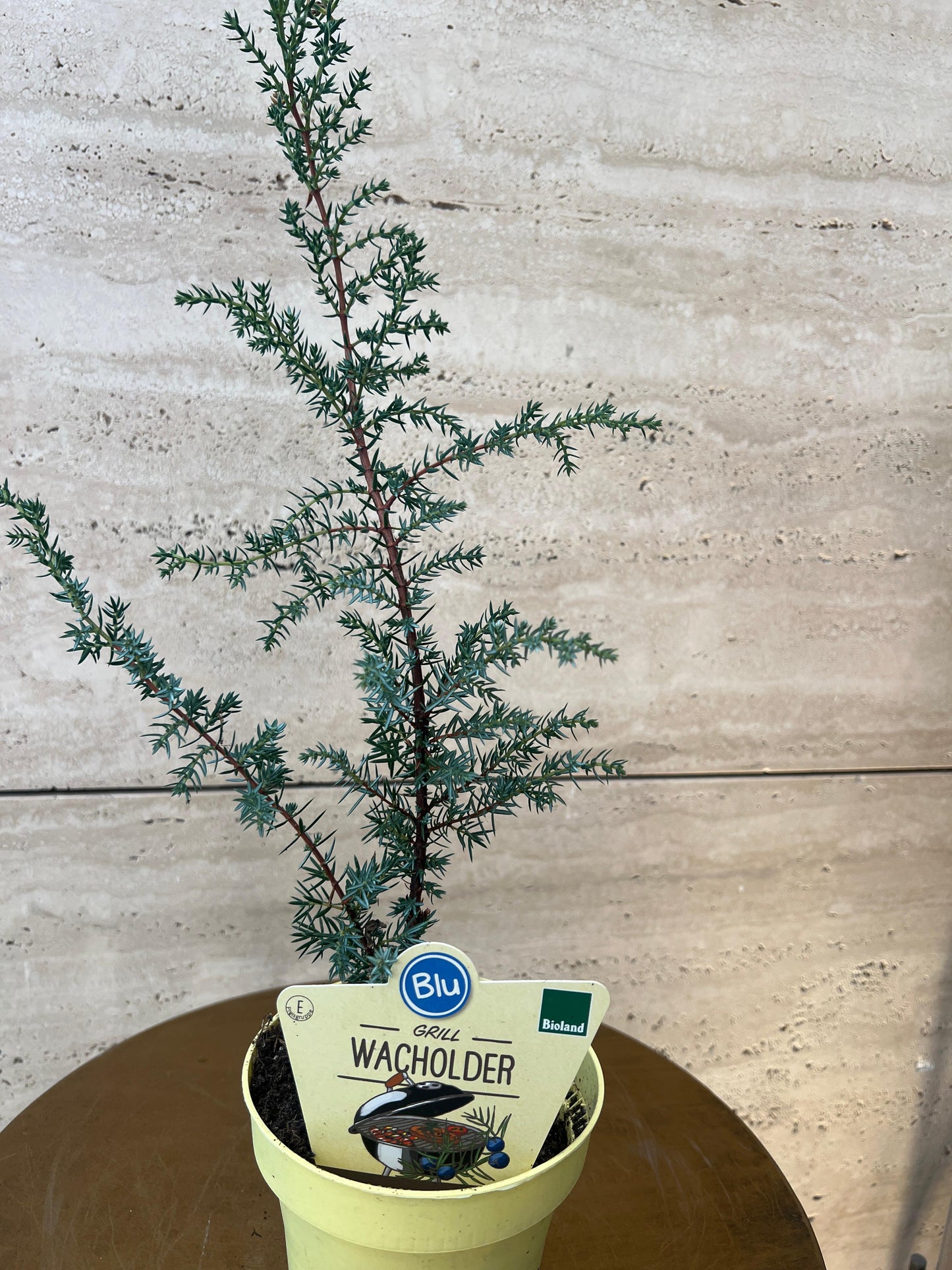 Juniperus عشبة للمشاوي