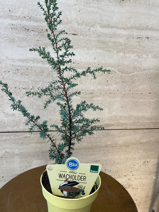 Juniperus عشبة للمشاوي