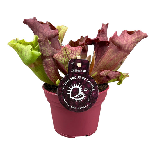 Sarracenia Sarracenia Ewelina