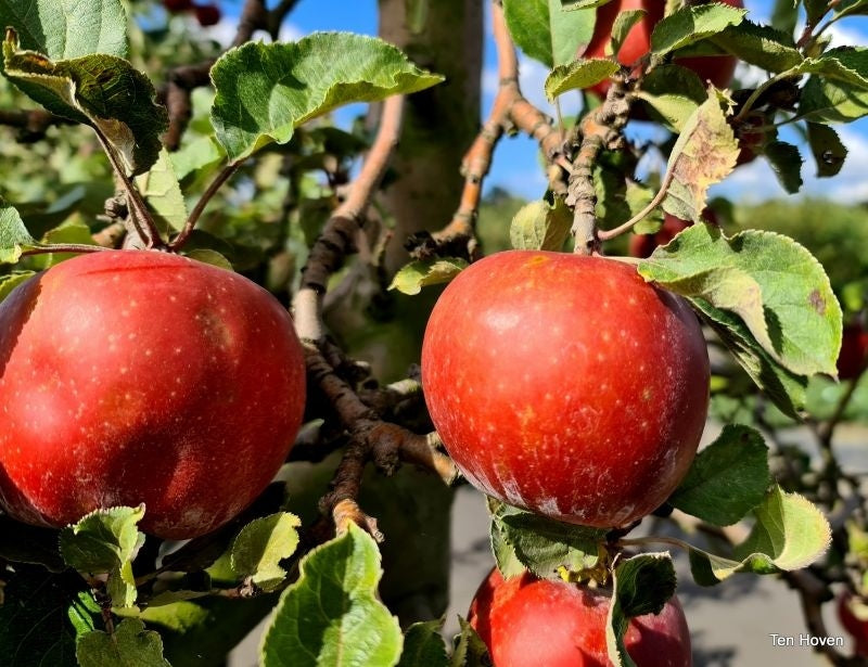 تفاح red Boskoop