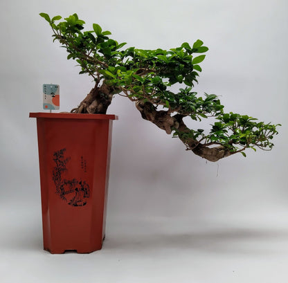 Ficus Ginseng Cascade Bonsai 30 cm