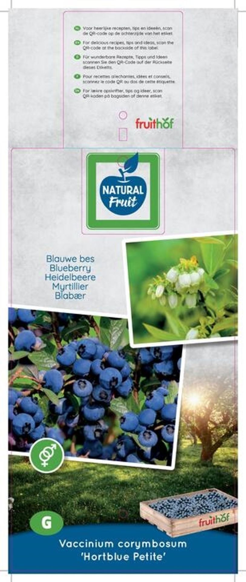 بلوبيري Hortblue Petit blue berry