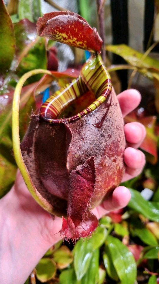 Nepenthes ampullaria  xxl