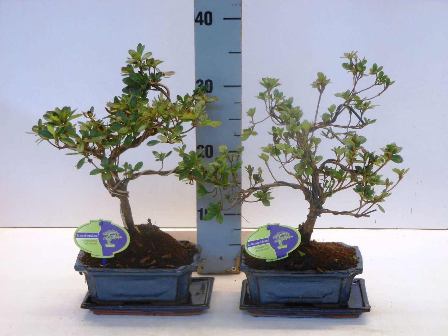 rhododendron indicum, 20 shape, without drip tray