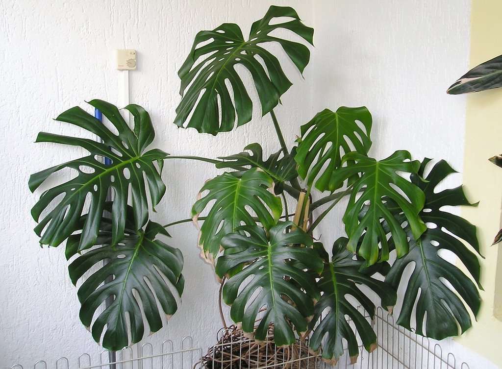 monstera deliciosa up to 70 cm مونستيرا ديليشيوسا