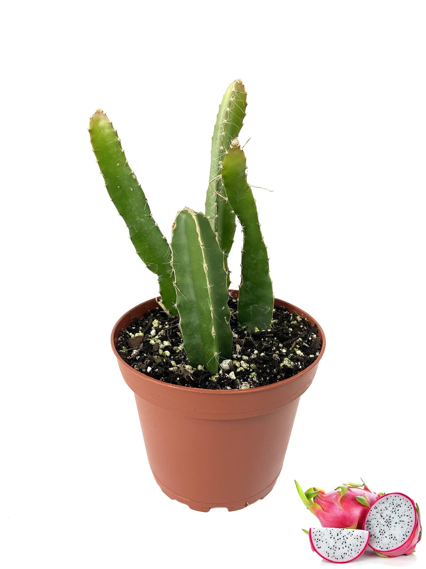 dragon fruit فاكهة التنين صغيرة