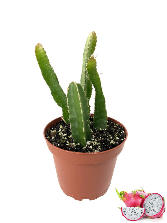 dragon fruit فاكهة التنين صغيرة