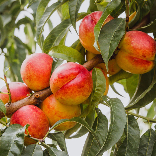 خوخ نكترين  ‘Nectarine’ 100% fruit, P21