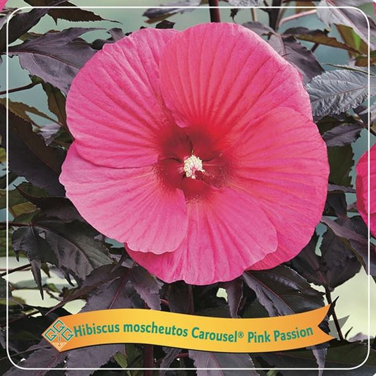 Hibiscus Moscheutos Caroussel pink Passion C5