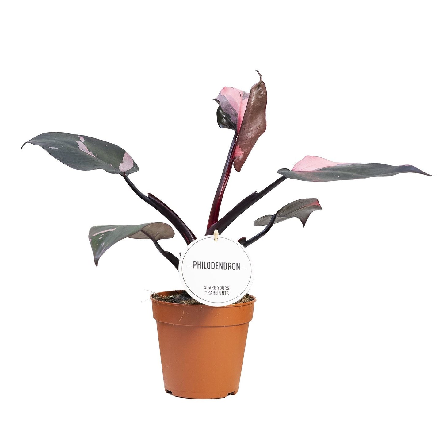 Philodendron pink Princess