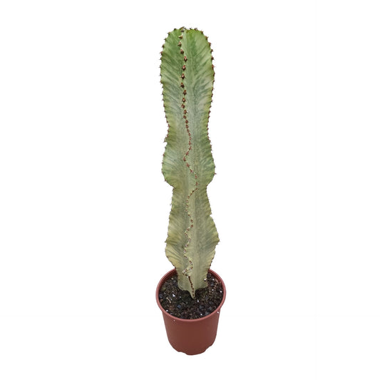 Euphorbia ingens marmorata 21 cm
