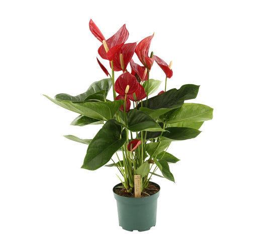 Anthurium melodia أنثوريوم ميلوديا