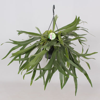 Platycerium bifurcatum نبات قرن الغزال