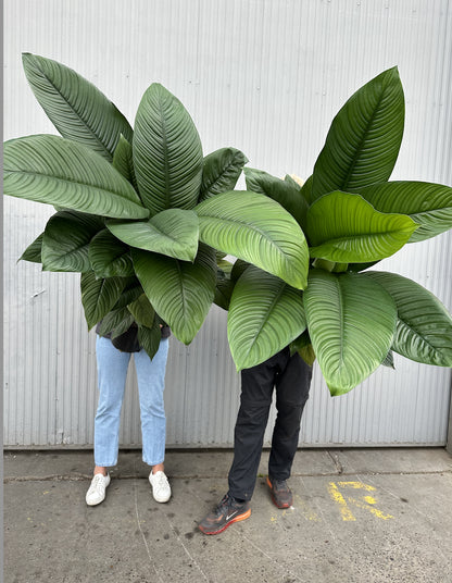 Spathiphyllum sensation زنبق السلام الكبيرة